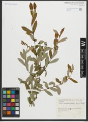 Foto von Salix amplexicaulis Bory